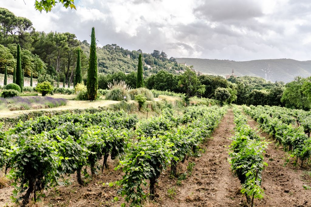 Chateau la Dorgonne provence winery