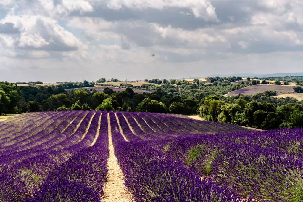 lavender fields provence france valensole