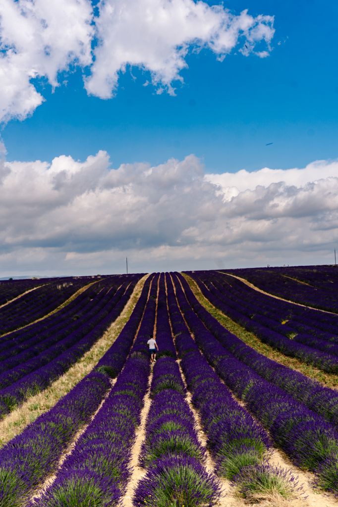 lavender fields provence france valensole