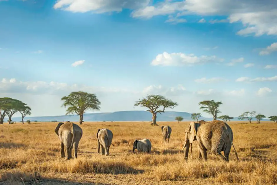 serengeti tanzania safari