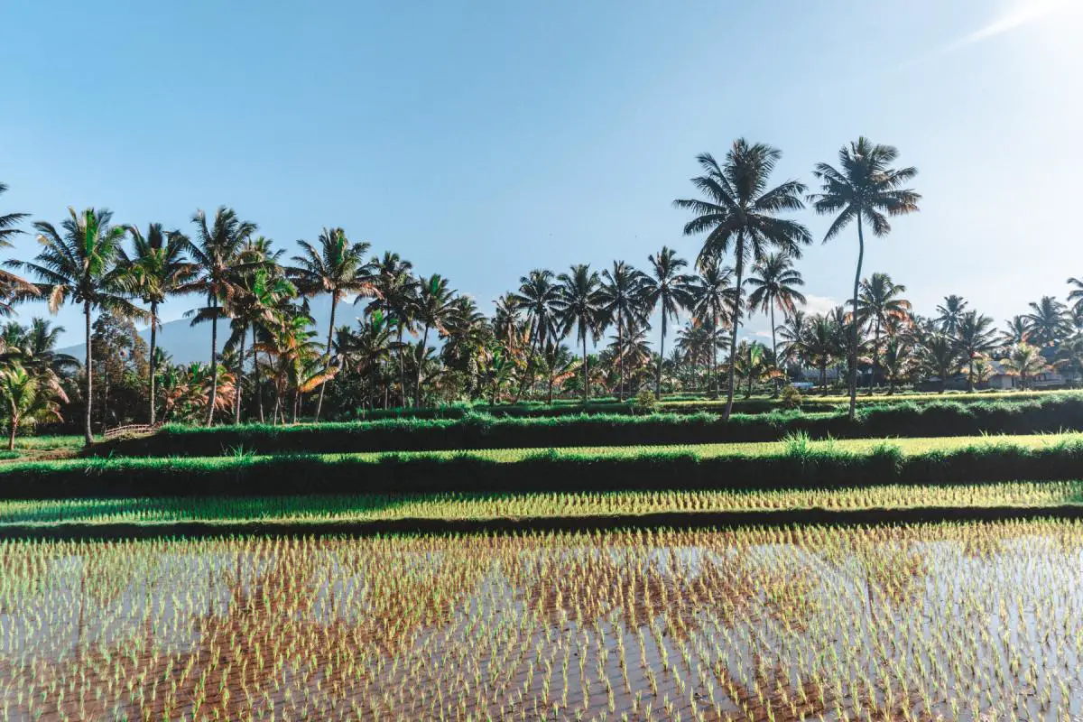 rice fields in lombok
