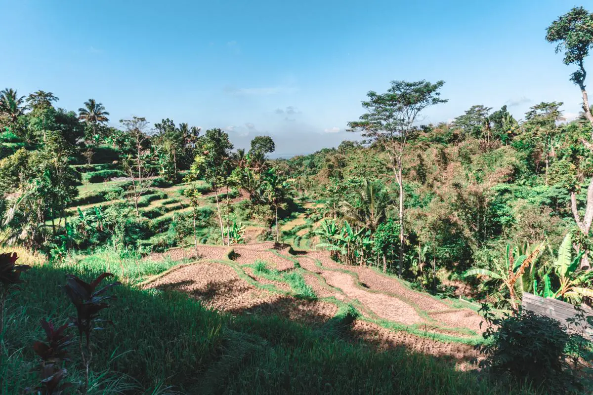 tetebatu village lombok rice fields