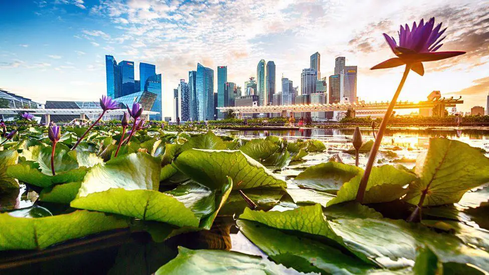 Singapore city view with flowers