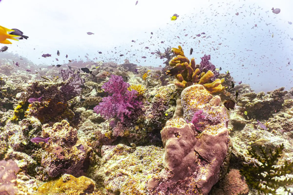Rainbow Reef diving in the sumotomo strait of Fiji