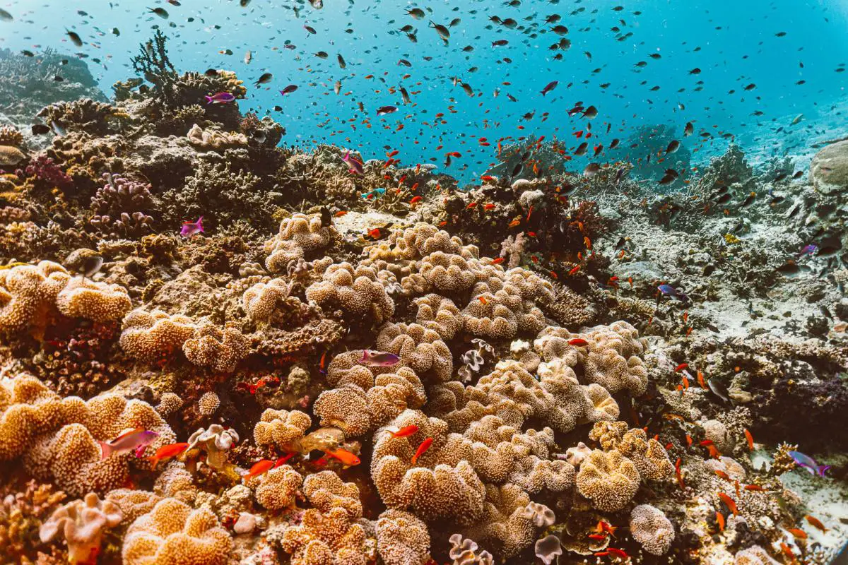 Rainbow Reef corals diving in Taveuni Fiji