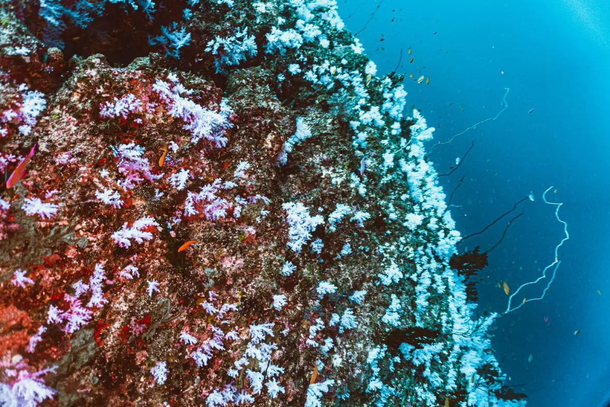 Great white wall rainbow reef dive taveuni in fiji
