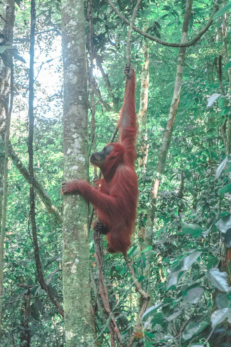 Sumatra orangutan trekking