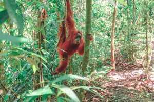 Sumatra orangutan hiking jungle