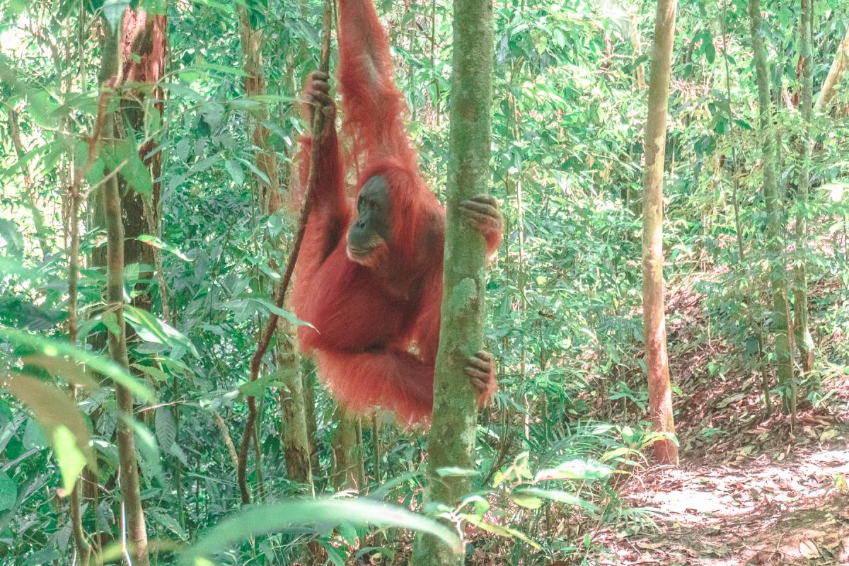 sumatra orangutan trekking bakit lawang