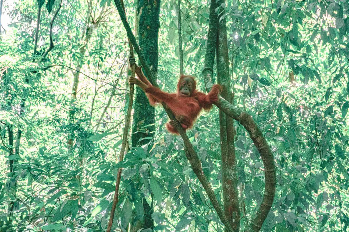 sumatra orangutan trekking bakit lawang