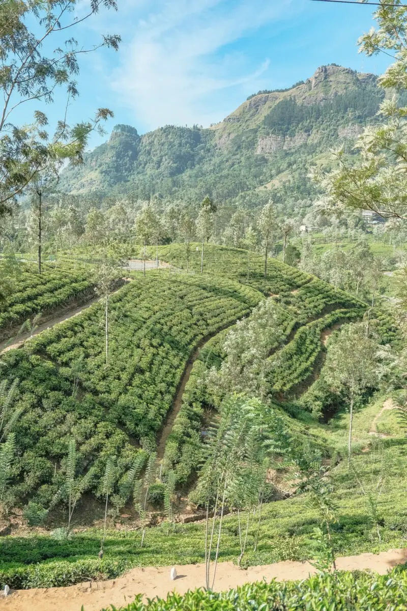 Tea plantation sri lanka