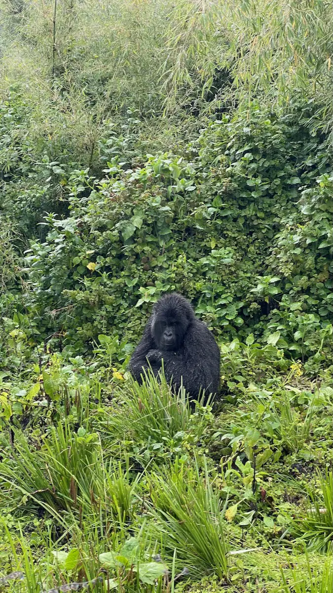 gorilla trekking in rwanda volcanoes national park
