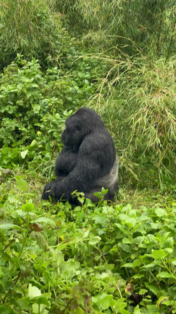 gorilla trekking in rwanda volcanoes national park