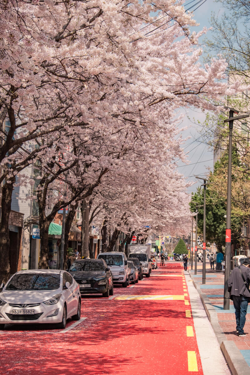 Sakura cherry blossom seoul korea