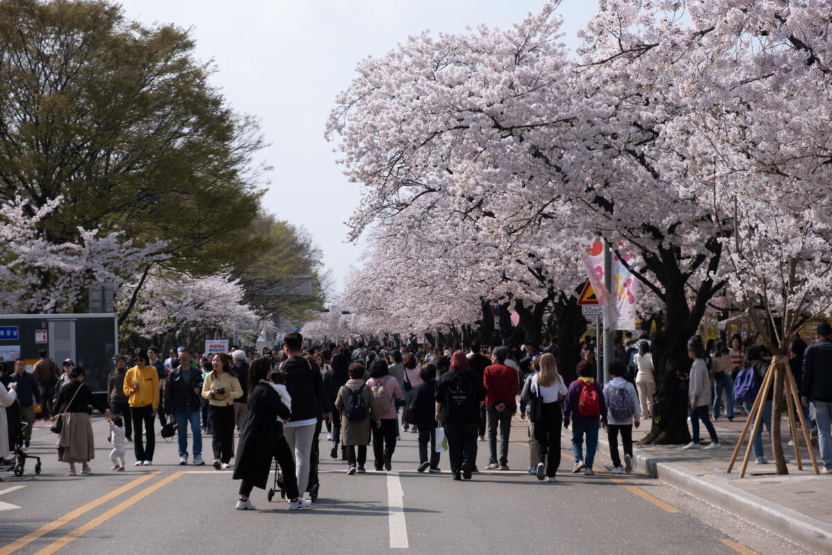 Sakura cherry blossom seoul korea
